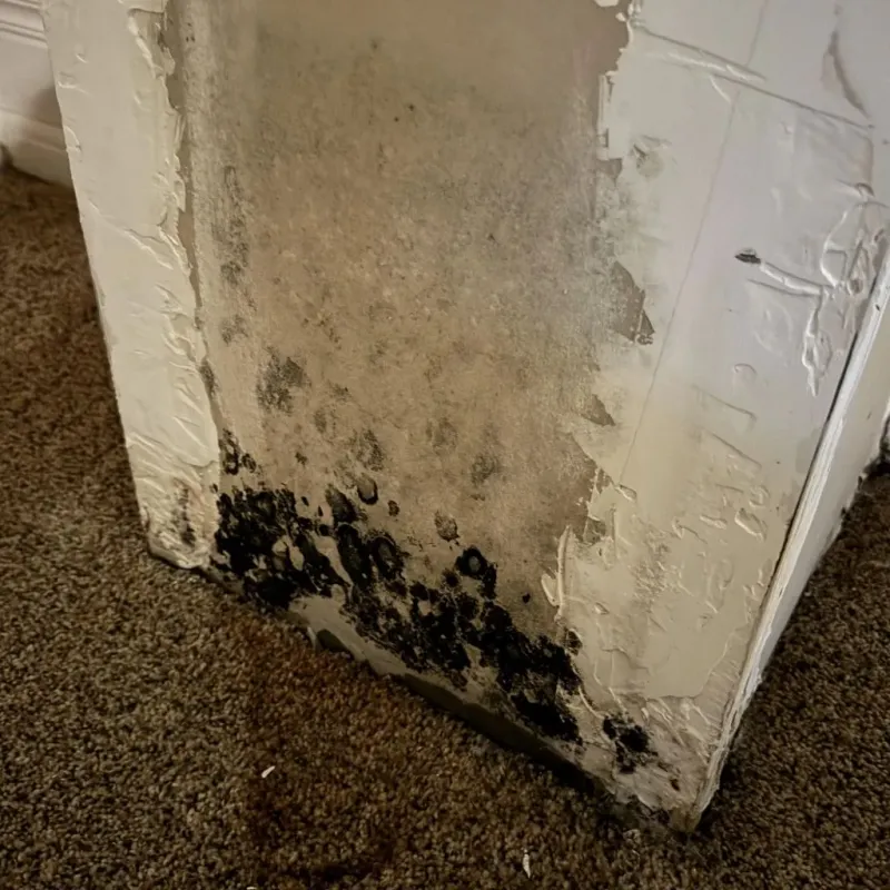 Professional Mold Removal in Celina, TX